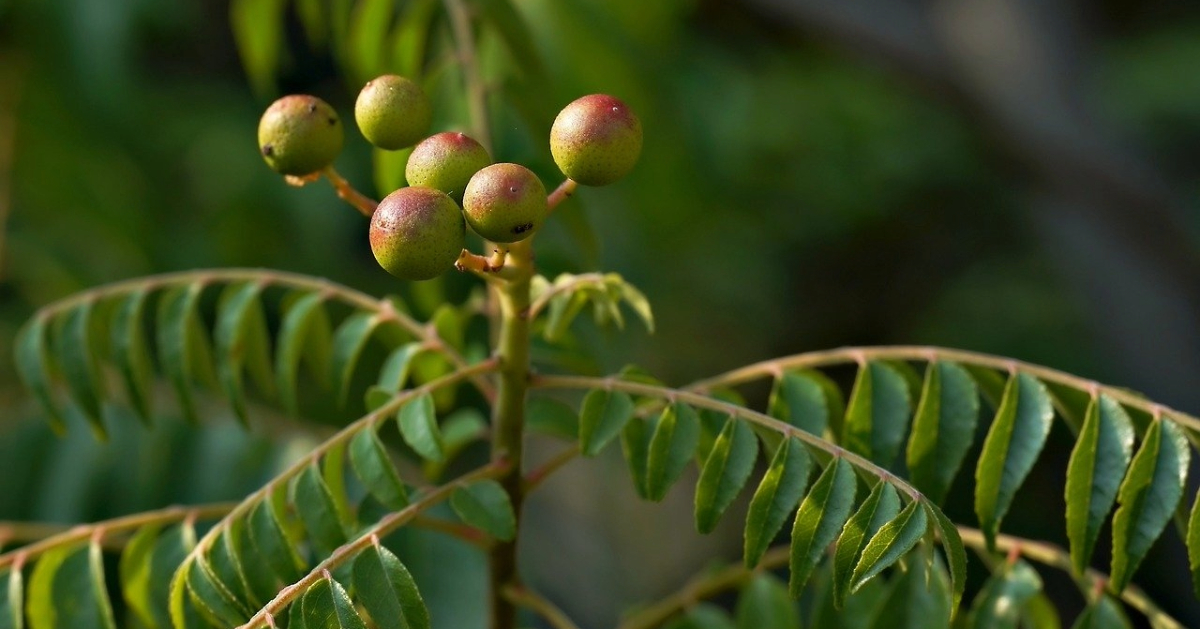 This article provides essential maintenance tips for keeping your indoor plants healthy and thriving. 