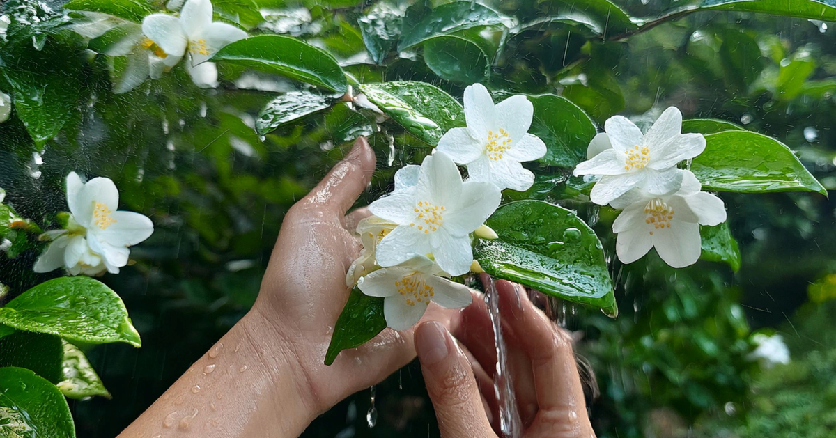 Jasmine in the Monsoon