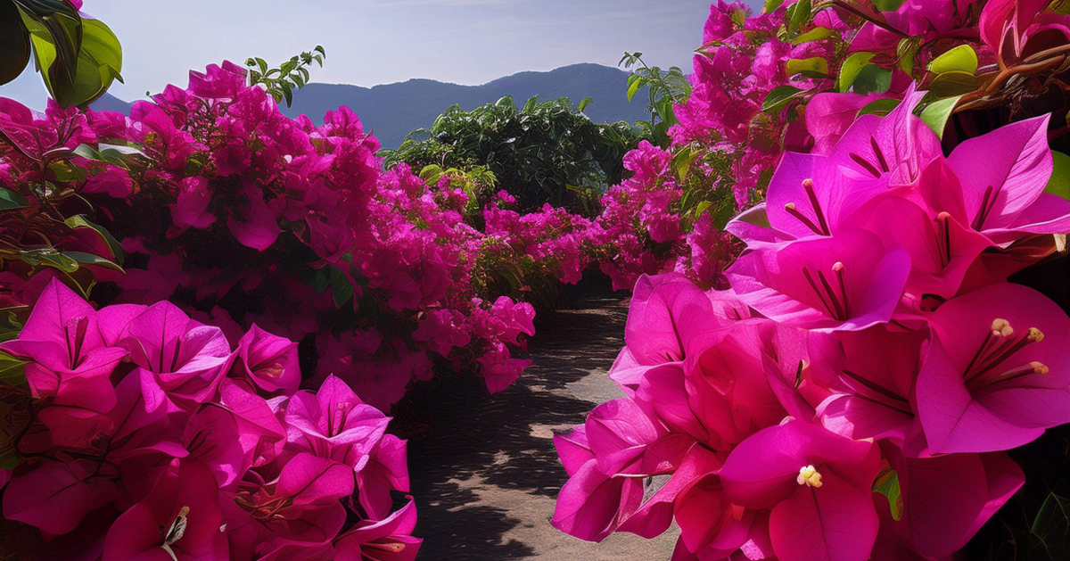 This ultimate guide provides essential tips and expert advice for successfully growing bougainvillea indoors. 