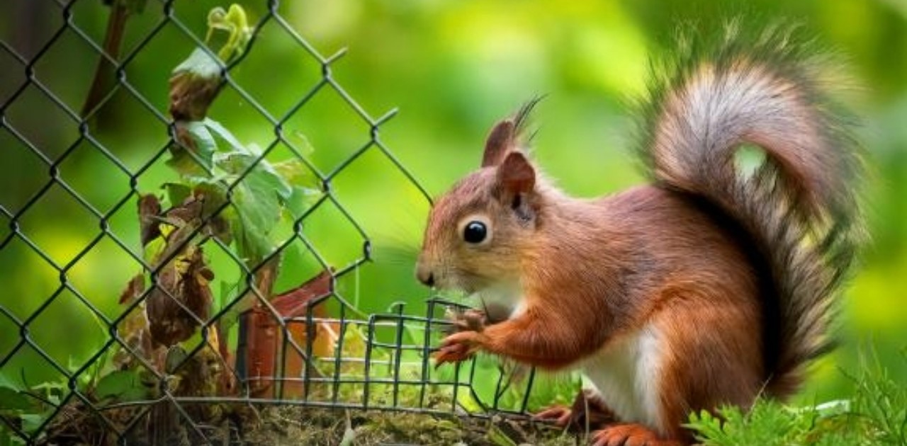 How to Keep Squirrels Out of Your Garden